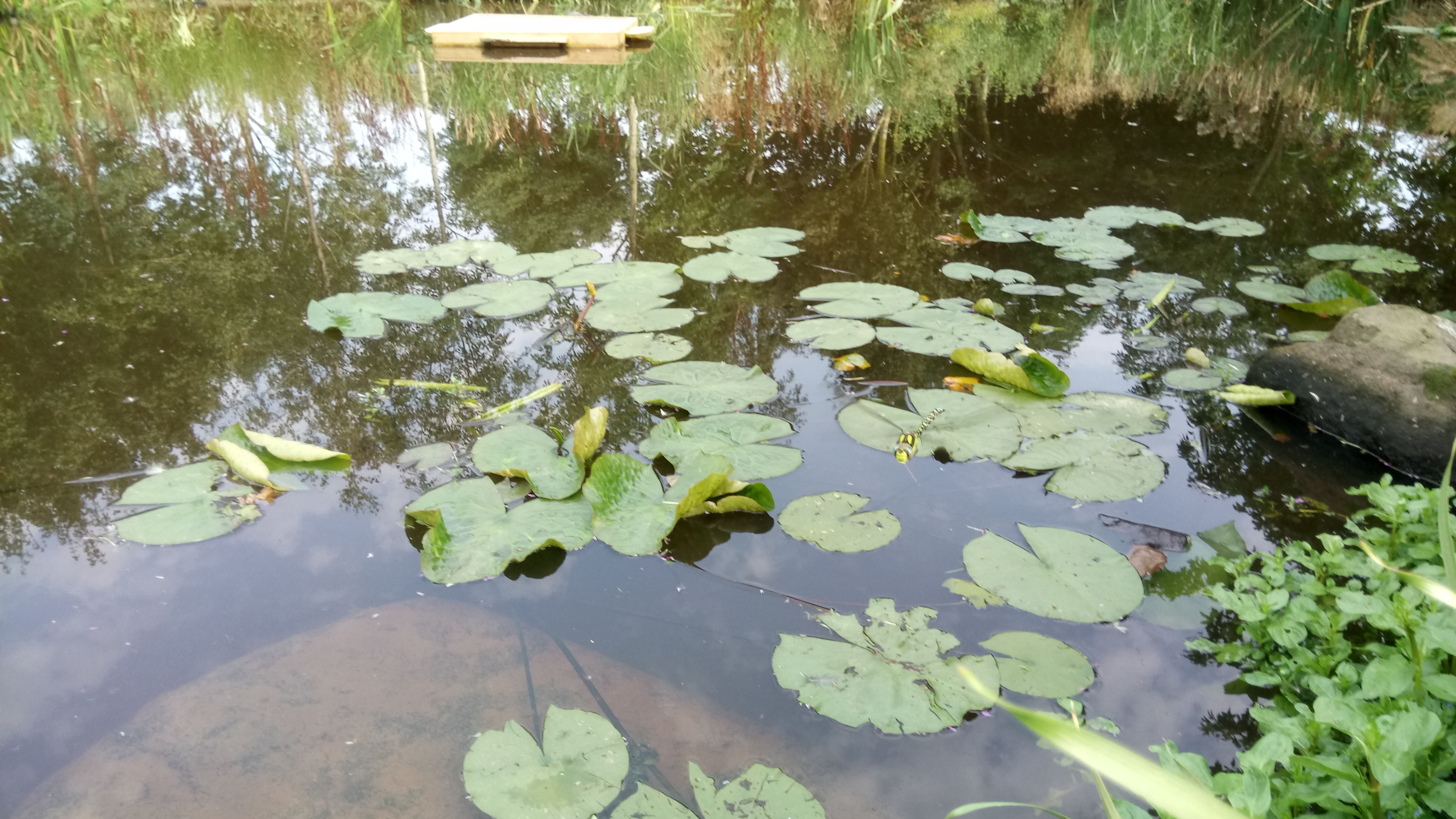 Pond planting