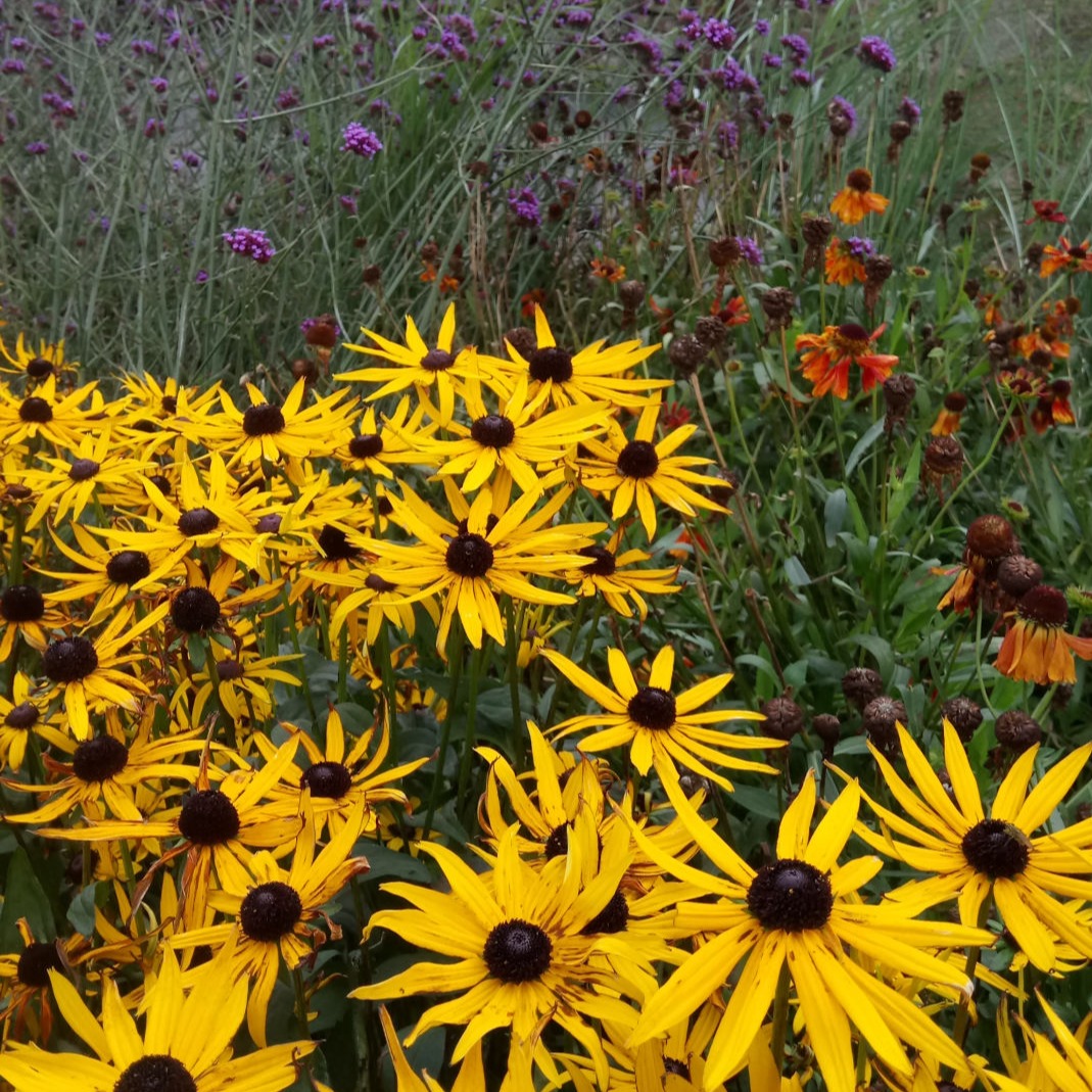 Herbaceous border