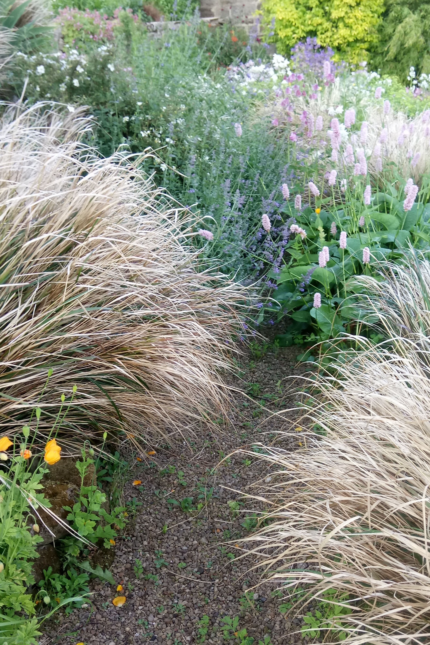 Herbaceous pathway